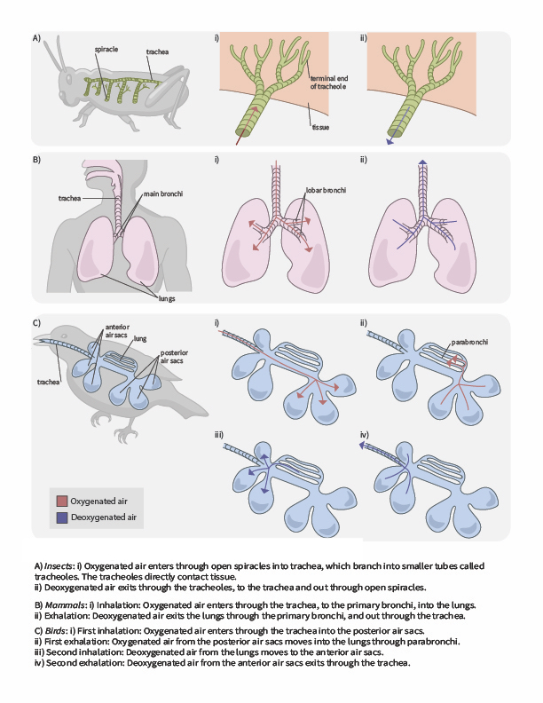 This figure shows air flows across respiratory surfaces in insects, mammals, and birds and explains how the air moves in each breath.