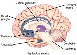 Sagittal section of the human brain.